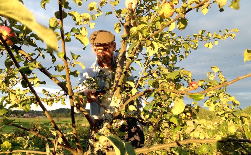 Snart dags att beskära&nbsp;träden