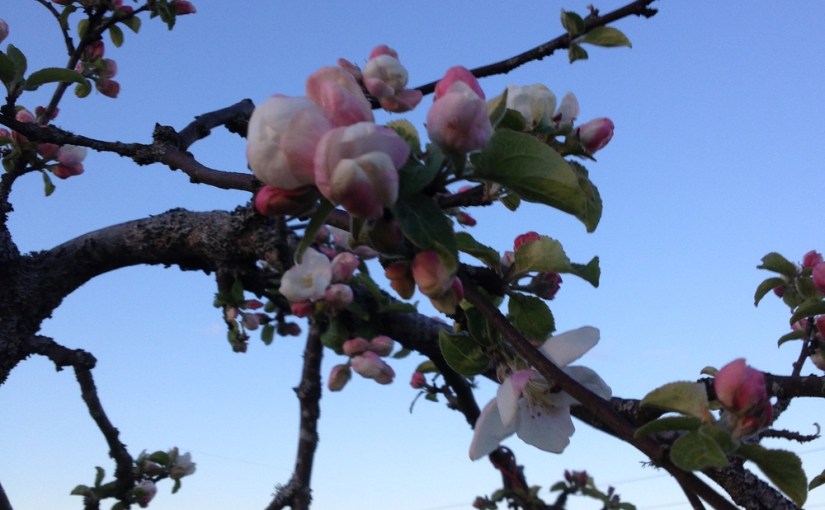 Det mognar sakta i&nbsp;år