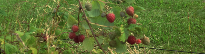Bärplockarsäsongen är över. Snart dags för&nbsp;äpplen!